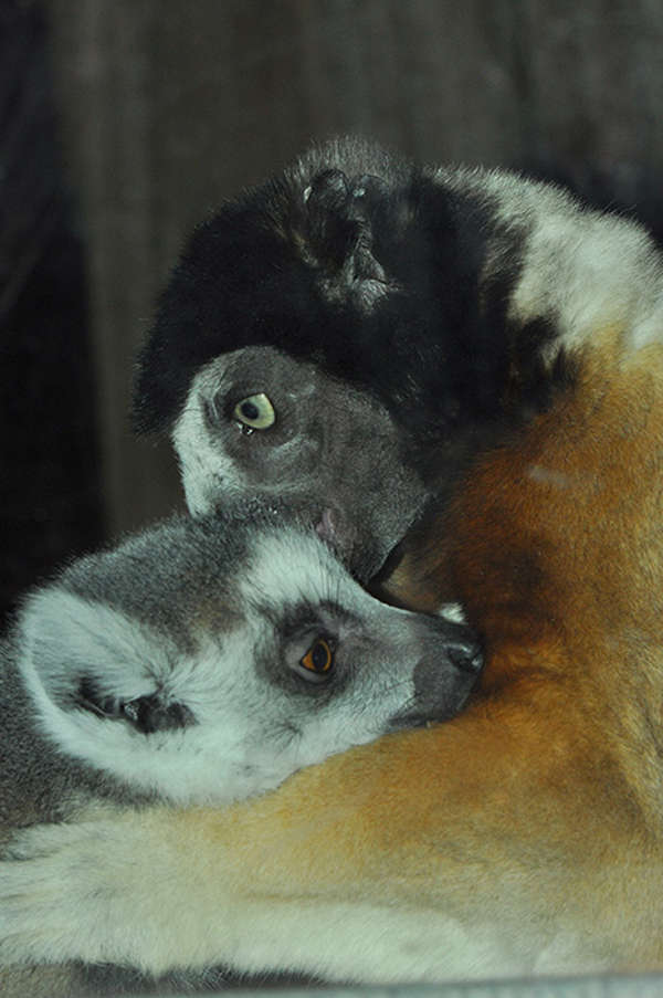 Katta und Sifaka putzen sich gegenseitig das Fell, um den anderen besser kennenzulernen. (Foto: Roland Wirth/Zoo Heidelberg)
