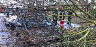 Orkantief „Burglind“ hat auch in Landau Bäume entwurzelt und Äste abgerissen. Die Feuerwehr musste zu zahlreichen Einsätzen ausrücken. (Foto: Feuerwehr Landau)