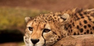 Gepard (Foto: Zoo Landau)