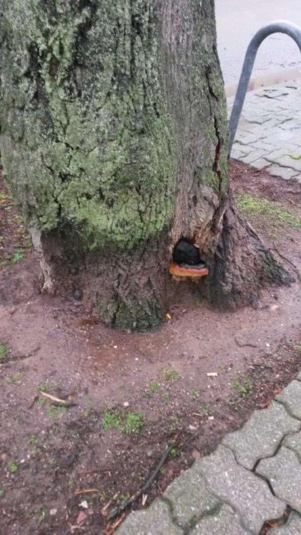 Ein kranker Baum (Foto: Gemeindeverwaltung Haßloch) Ein kranker Baum (Foto: Gemeindeverwaltung Haßloch)