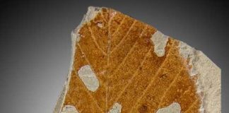 Fossil überliefertes Blatt eines Buchengewächses (Fagus cf. pliocenica) aus dem Pliozän von Willershausen (GZG.W 21920), mit eindeutig erkennbarem Lochfraß. (Foto: Torsten Wappler, HLMD)
