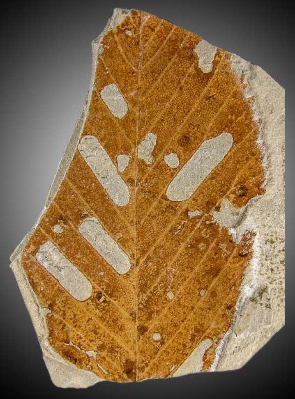 Fossil überliefertes Blatt eines Buchengewächses (Fagus cf. pliocenica) aus dem Pliozän von Willershausen (GZG.W 21920), mit eindeutig erkennbarem Lochfraß. (Foto: Torsten Wappler, HLMD) Fossil überliefertes Blatt eines Buchengewächses (Fagus cf. pliocenica) aus dem Pliozän von Willershausen (GZG.W 21920), mit eindeutig erkennbarem Lochfraß. (Foto: Torsten Wappler, HLMD)