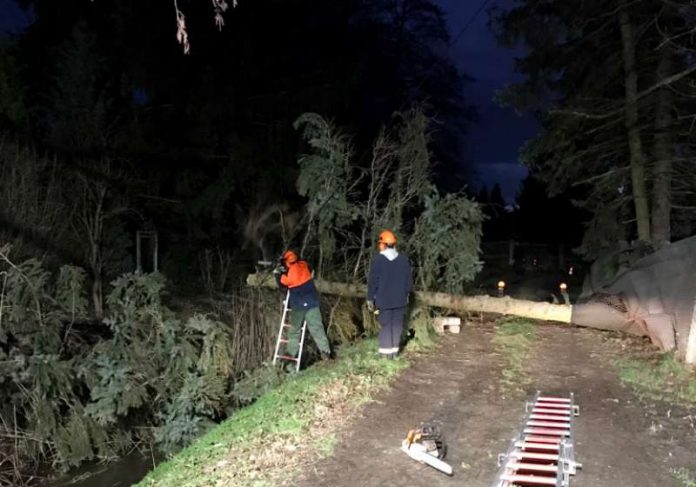 Umgestürzter Baum (Foto: Feuerwehr Darmstadt)