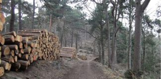 Verkaufsfertige Holzpolter am Waldparkplatz Hahnenschritt. Am kommenden Freitag kann man bei einer Holzerntevorführung erleben wie sie zustande kommen und warum der Waldbau überhaupt erforderlich ist. (Foto: J.Bramenkamp)