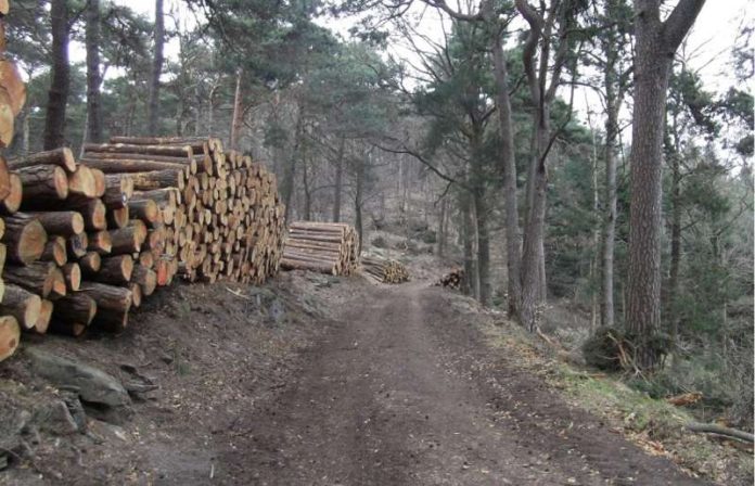 Verkaufsfertige Holzpolter am Waldparkplatz Hahnenschritt. Am kommenden Freitag kann man bei einer Holzerntevorführung erleben wie sie zustande kommen und warum der Waldbau überhaupt erforderlich ist. (Foto: J.Bramenkamp) Verkaufsfertige Holzpolter am Waldparkplatz Hahnenschritt. Am kommenden Freitag kann man bei einer Holzerntevorführung erleben wie sie zustande kommen und warum der Waldbau überhaupt erforderlich ist. (Foto: J.Bramenkamp)