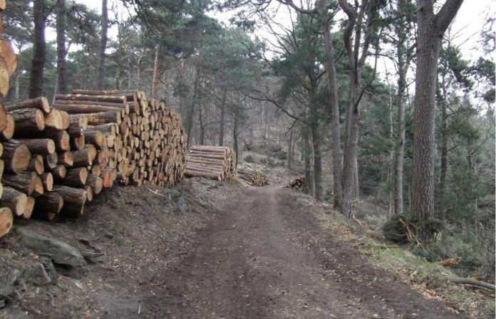 Verkaufsfertige Holzpolter am Waldparkplatz Hahnenschritt. Am kommenden Freitag kann man bei einer Holzerntevorführung erleben wie sie zustande kommen und warum der Waldbau überhaupt erforderlich ist. (Foto: J.Bramenkamp)