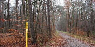 Entlang der meist parallel zu Wegen verlaufenden Gasleitungen muss ein Schutzstreifen von 2,5 Metern freigehalten werden. Dazu müssen einige Bäume gefällt werden (Foto: Landratsamt Rhein-Neckar-Kreis)