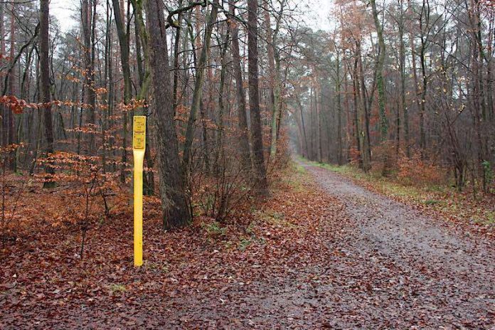 Entlang der meist parallel zu Wegen verlaufenden Gasleitungen muss ein Schutzstreifen von 2,5 Metern freigehalten werden. Dazu müssen einige Bäume gefällt werden (Foto: Landratsamt Rhein-Neckar-Kreis)