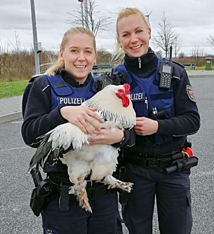 Huhn auf dem Hahnen (Foto: Polizei RLP)