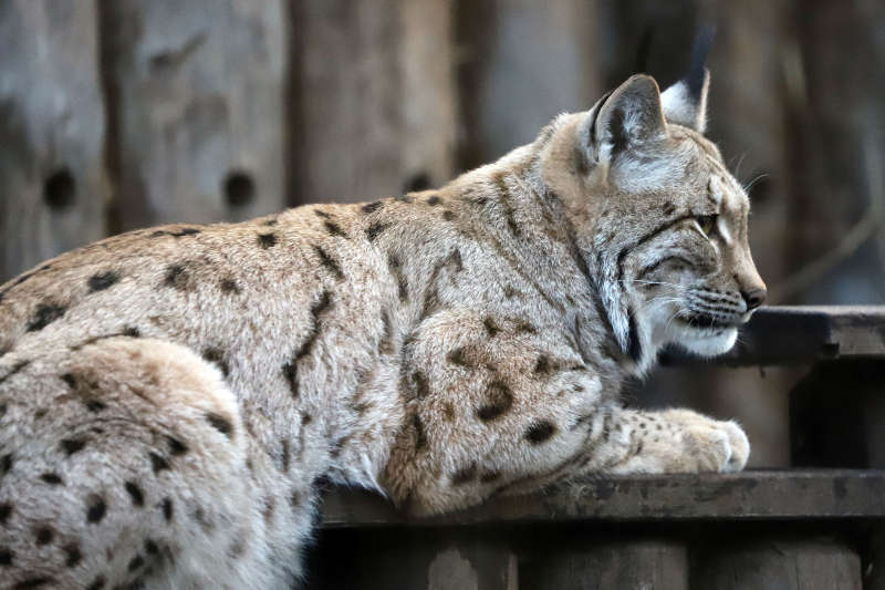 Bislang leben die Luchse im Raubtierhaus. Auf dem Lauterberg wird aktuell eine neue Anlage gebaut (Foto: Zoo Karlsruhe)