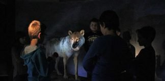 Nachts im Pfalzmuseum – Dem Wolf auf der Spur. (Foto: Pfalzmuseum für Naturkunde)