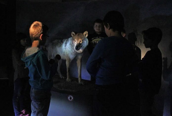 Nachts im Pfalzmuseum – Dem Wolf auf der Spur. (Foto: Pfalzmuseum für Naturkunde)