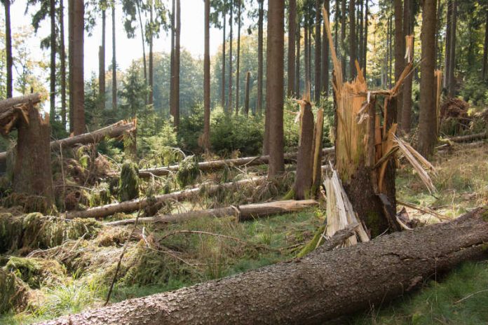 Kein Spielplatz: In Windwurfflächen liegen die Baumstämme häufig unter starker Spannung. Ein Betreten der Flächen kann lebensgefährlich sein. (Bildautor: V. Gerding, HessenForst)