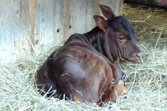 Watussinachwuchs (Foto: Zoo Landau)