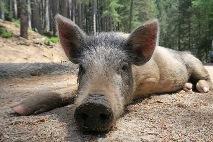 Symbolbild Wildschwein Symbolbild Wildschwein