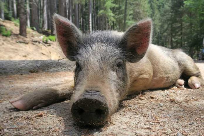 Symbolbild Wildschwein