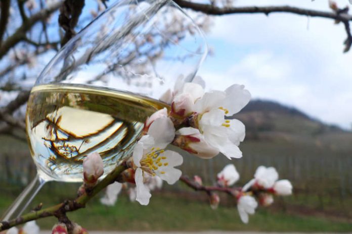 Weinfrühling Bergstraße KirschWeiß (Foto: Verkehrsverein Bensheim e.V.)