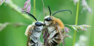 Biene Majas wilde Schwestern (Foto: nautilusfilm)