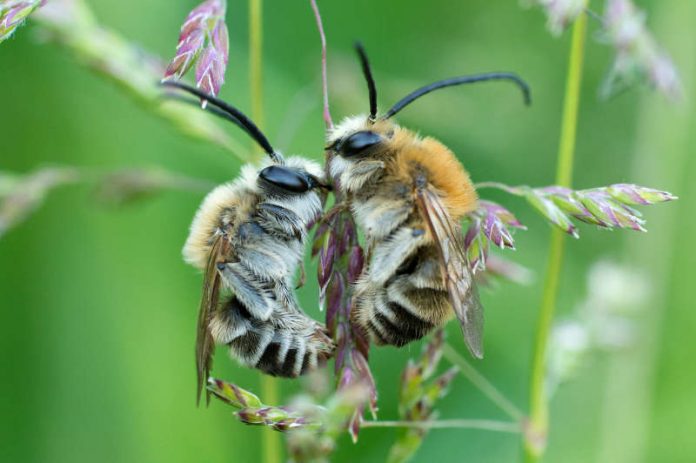 Biene Majas wilde Schwestern (Foto: nautilusfilm)