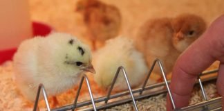 Hühnerküken - vom ersten Tag an selbständig und neugierig. (Foto: Pfalzmuseum für Naturkunde)
