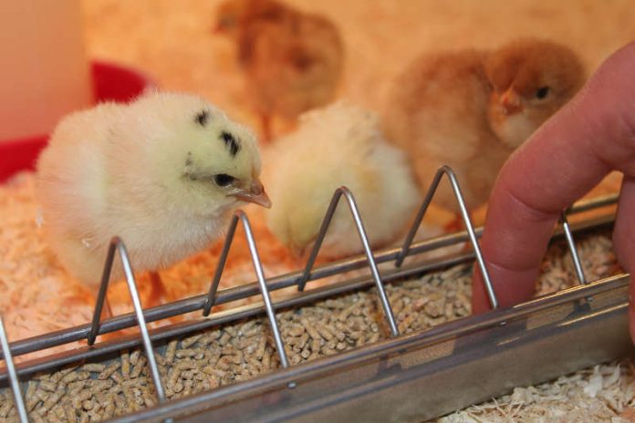 Hühnerküken - vom ersten Tag an selbständig und neugierig. (Foto: Pfalzmuseum für Naturkunde)