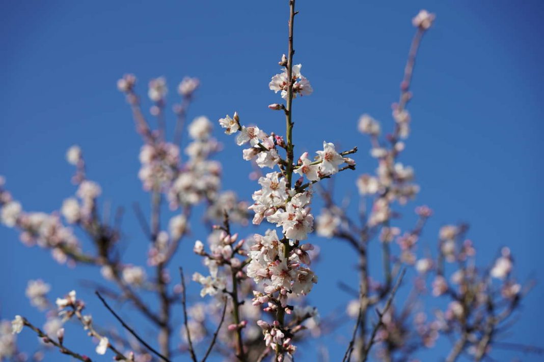 Die ersten Frühblüher wurden gesichtet. Werden sie der kommenden Kälte trotzen können? (Foto: Holger Knecht)