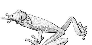Wissenschaftliche Zeichnung eines Rotaugenlaubfrosches – eines von vielen Motiven, die zur Auswahl stehen. (Bild: Frank Wieland)