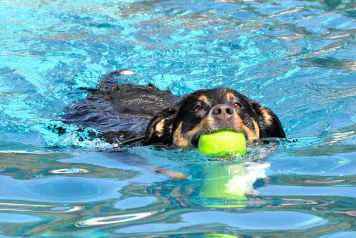 So klappt’s mit dem vierbeinigen Familienzuwachs: Die Volkshochschule Landau bietet in diesem Jahr zum zweiten Mal einen Vorbereitungskurs für angehende Hundebesitzerinnen und Hundebesitzer an. (Foto: Stadt Landau in der Pfalz)