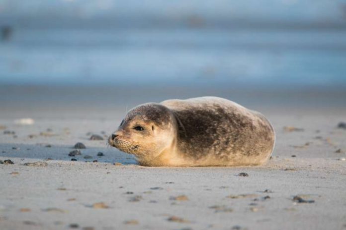 Programmpunkt der Nordseefreizeit mit dem Jugendtreff Horst ist auch der Besuch einer Seehund-Aufpäppelstation. (Foto: Pixabay)