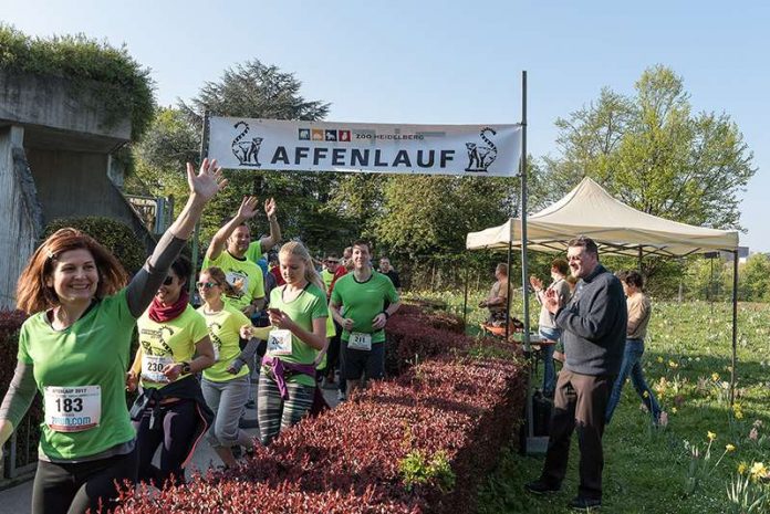 Gute Laune beim Affenlauf 2017: Auch der Zoodirektor feuert die Läufer an. (Foto: Susi Fischer/Zoo Heidelberg)