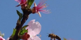 Mandelblüte (Foto: Rolf Schädler)