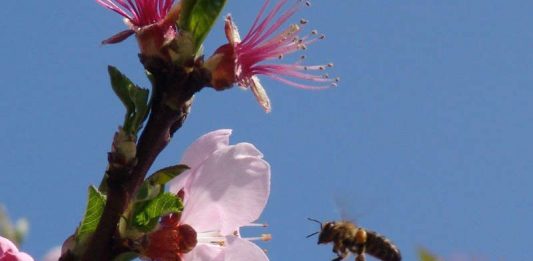 Mandelblüte (Foto: Rolf Schädler)