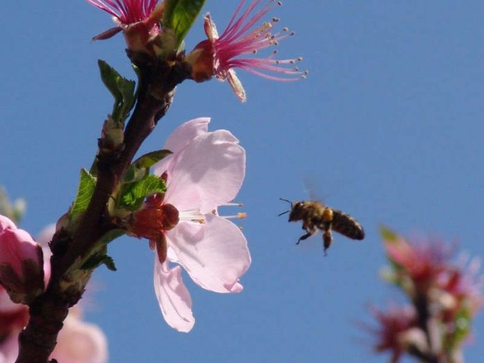 Mandelblüte (Foto: Rolf Schädler)