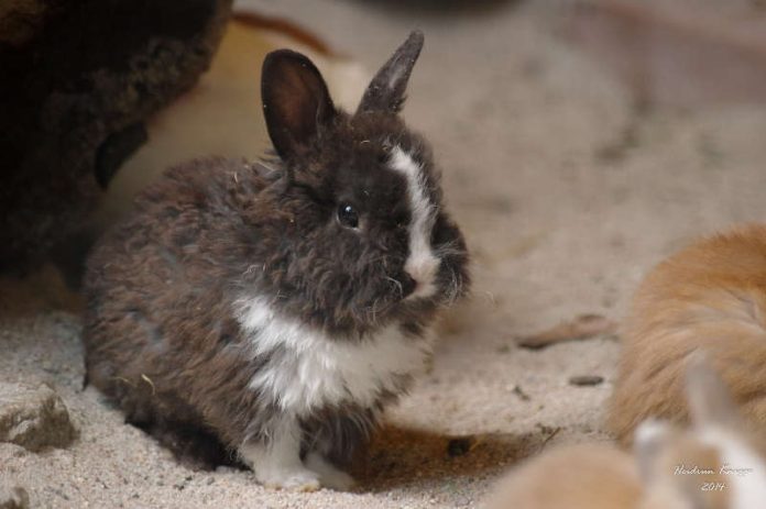 Kaninchen (Foto: Heidrun Knigge/Zoo Heidelberg)