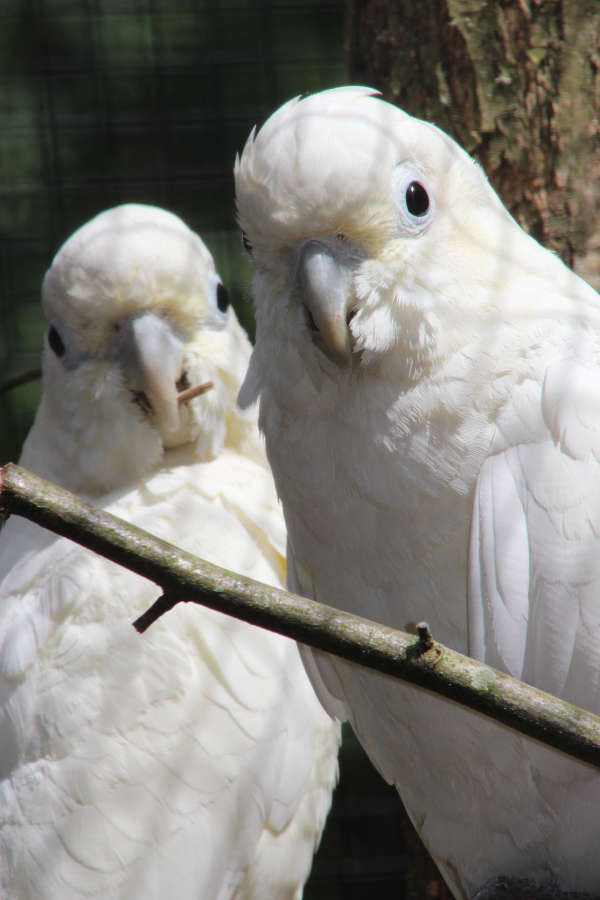 Rotsteißkakadus (Foto: Zoo Landau)