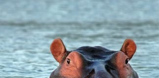 Hippopotamus amphibius (Foto: Pixabay)