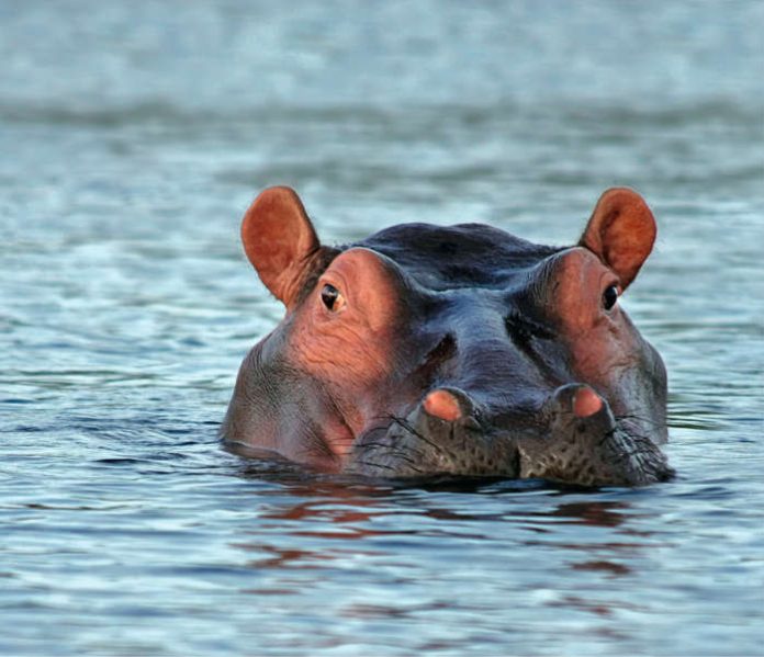 Hippopotamus amphibius (Foto: Pixabay)