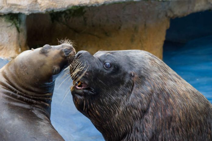 Mähnenrobben (Foto: Heidrun Knigge/Zoo Heidelberg)