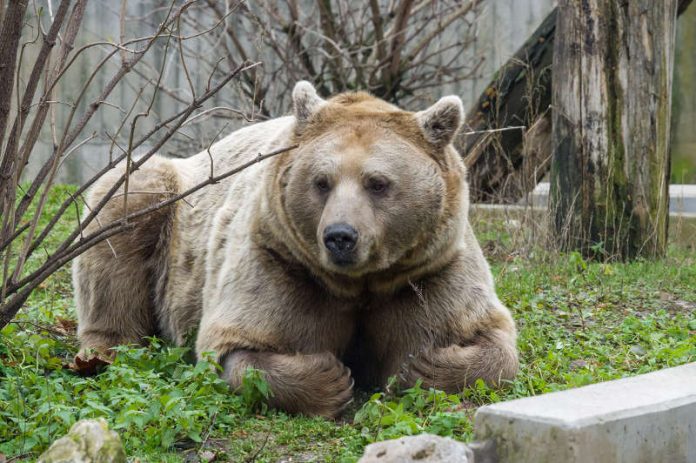 Der Syrische Braunbär Martin kam Ende 2017 in den Zoo Heidelberg. (Foto: Heidrun Knigge)