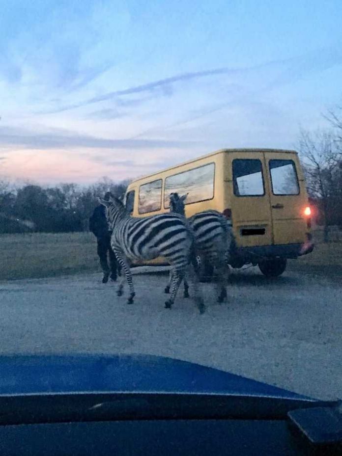 Eingefangene Zebras