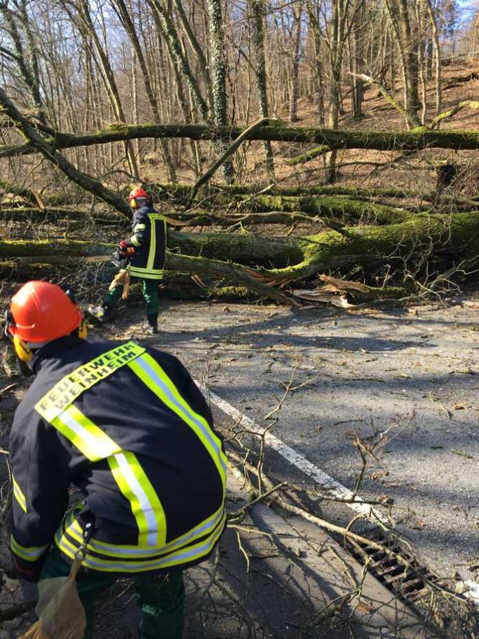 Umgestürzter Baum L596 Umgestürzter Baum L596