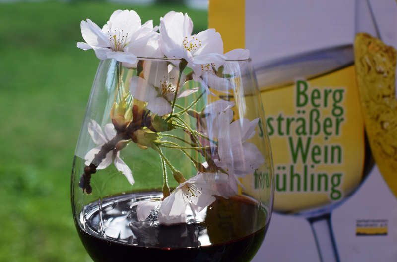 Weinfrühling RotBlüte (Foto: Verkehrsverein Bensheim e.V.)