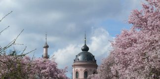 Blühende Zierkirschenbäume im Schlossgarten Schwetzingen (Foto: Petra Pechacek / SSG-Pressebild)