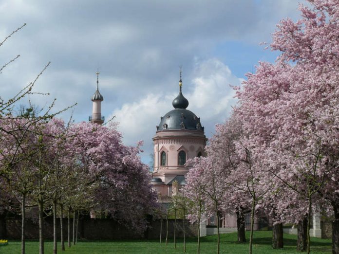 Blühende Zierkirschenbäume im Schlossgarten Schwetzingen (Foto: Petra Pechacek / SSG-Pressebild)