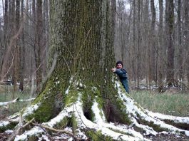 Forstamtsleiter Ulrich Kienzler liebt seinen Wald und demonstriert hier die Größenverhältnisse (Foto: Klaus Eppele)