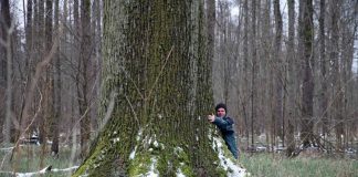 Forstamtsleiter Ulrich Kienzler liebt seinen Wald und demonstriert hier die Größenverhältnisse (Foto: Klaus Eppele)