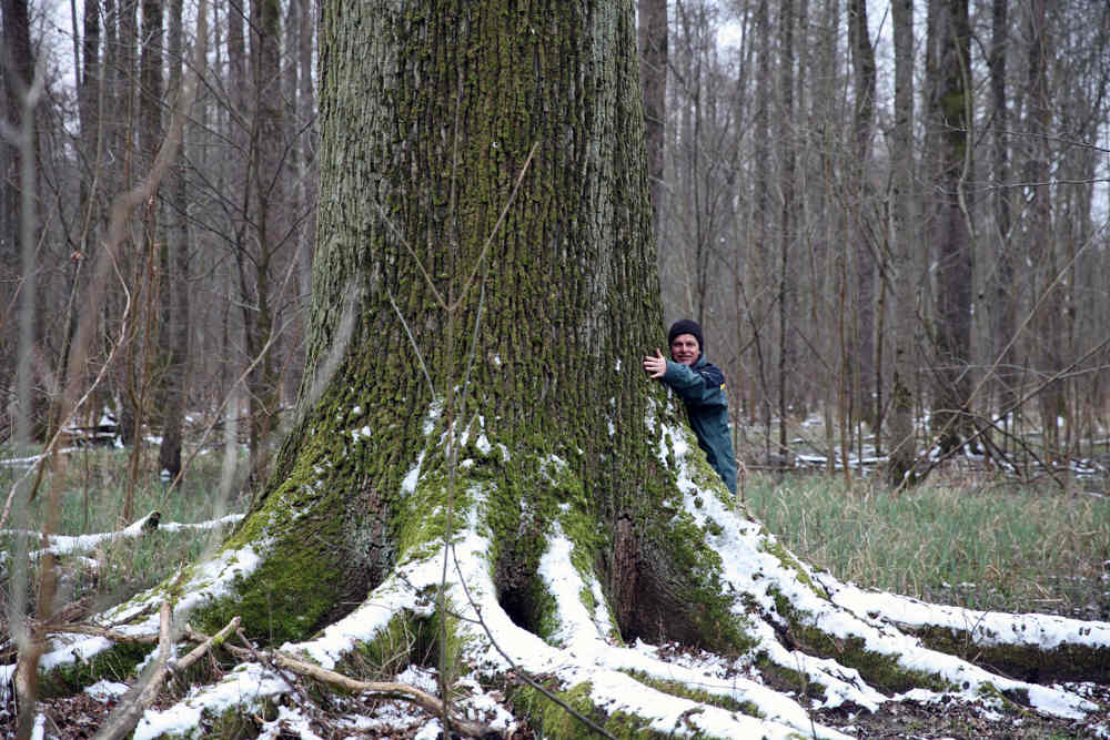 Forstamtsleiter Ulrich Kienzler liebt seinen Wald und demonstriert hier die Größenverhältnisse (Foto: Klaus Eppele)