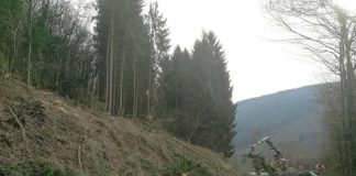 Fichten am Itter-Stausee (Foto: Stadt Eberbach)