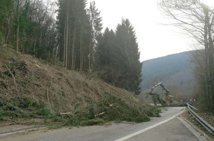 Fichten am Itter-Stausee (Foto: Stadt Eberbach)