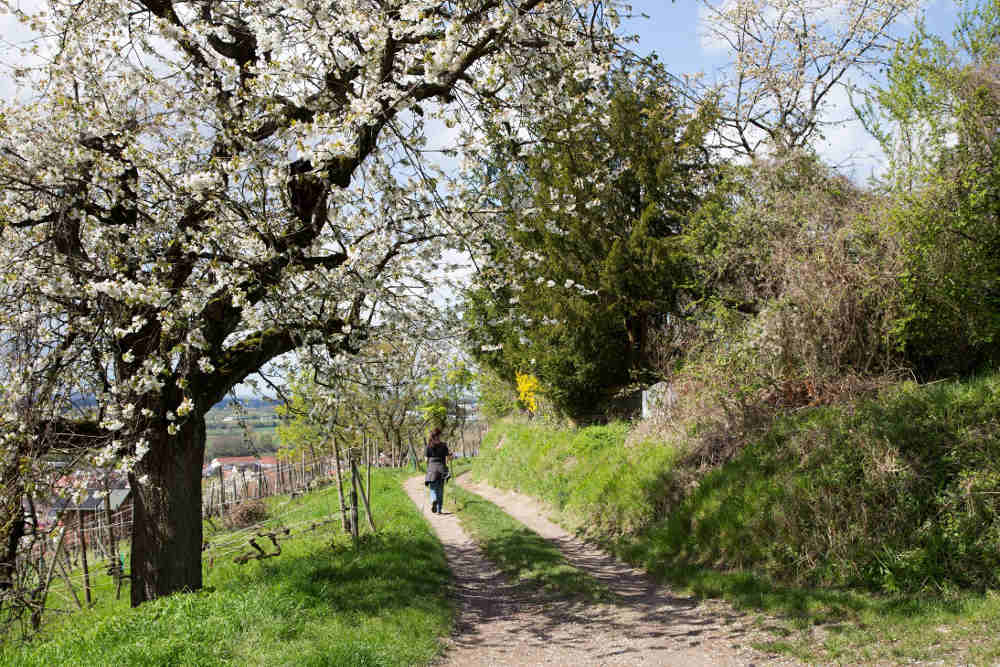 Blüten bei Weinheim (Foto: Roland Robra)